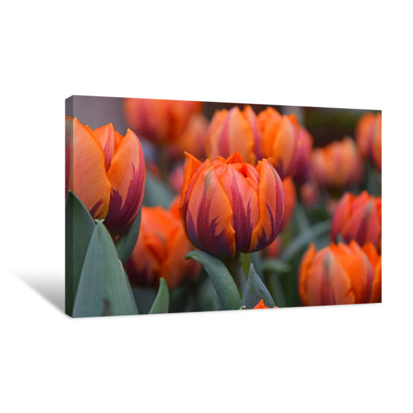 flower canvas gallery wrap prints