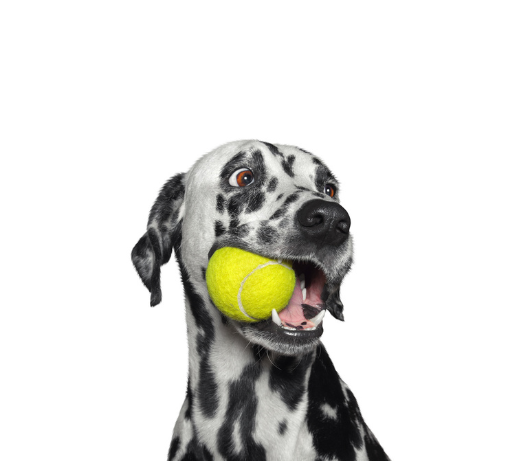 Dogs